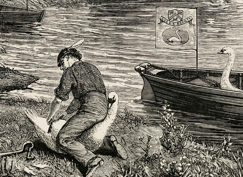 H.R. Robertson’s Swan Hopping